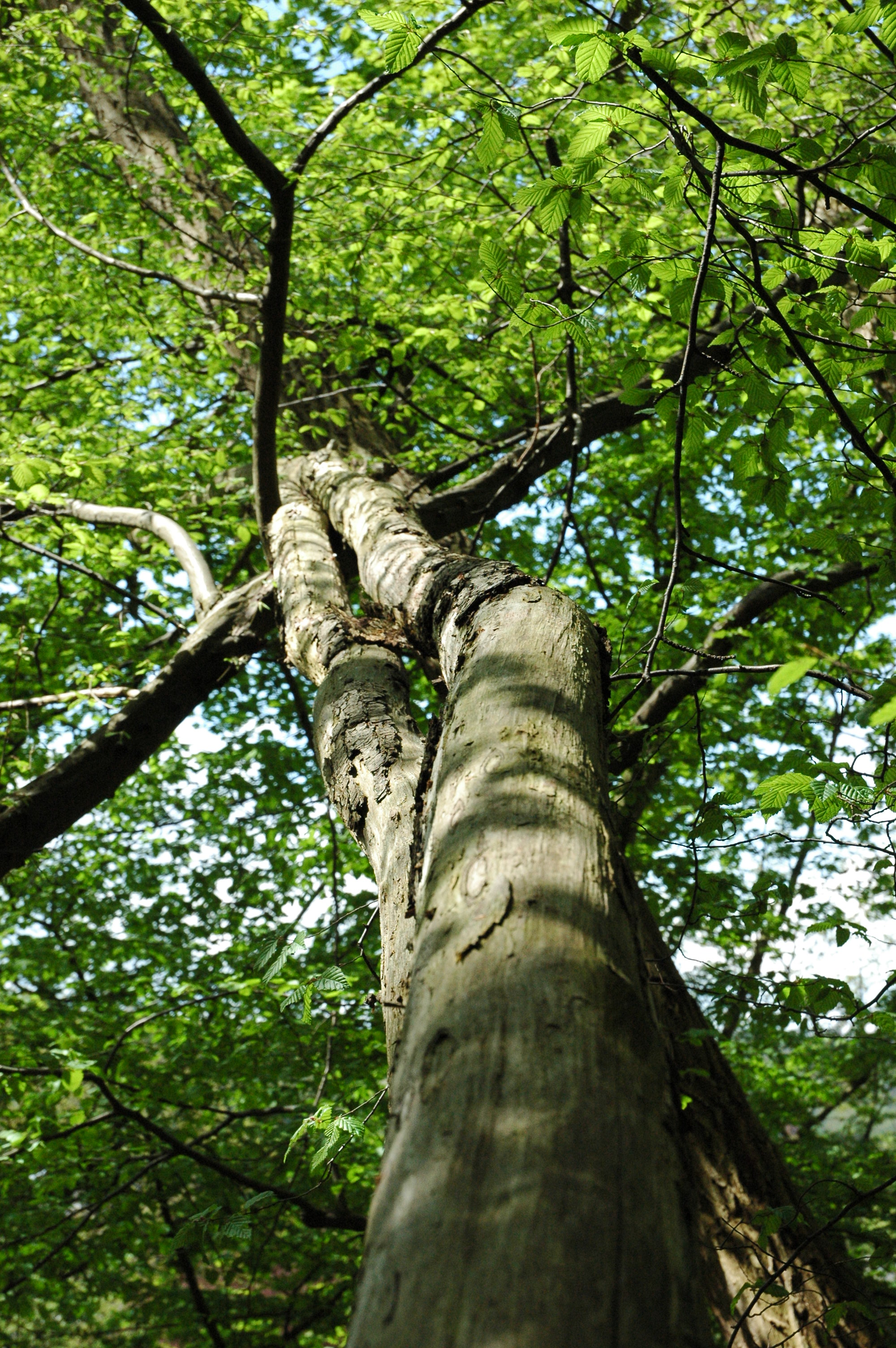 Acer pseudoplatanus