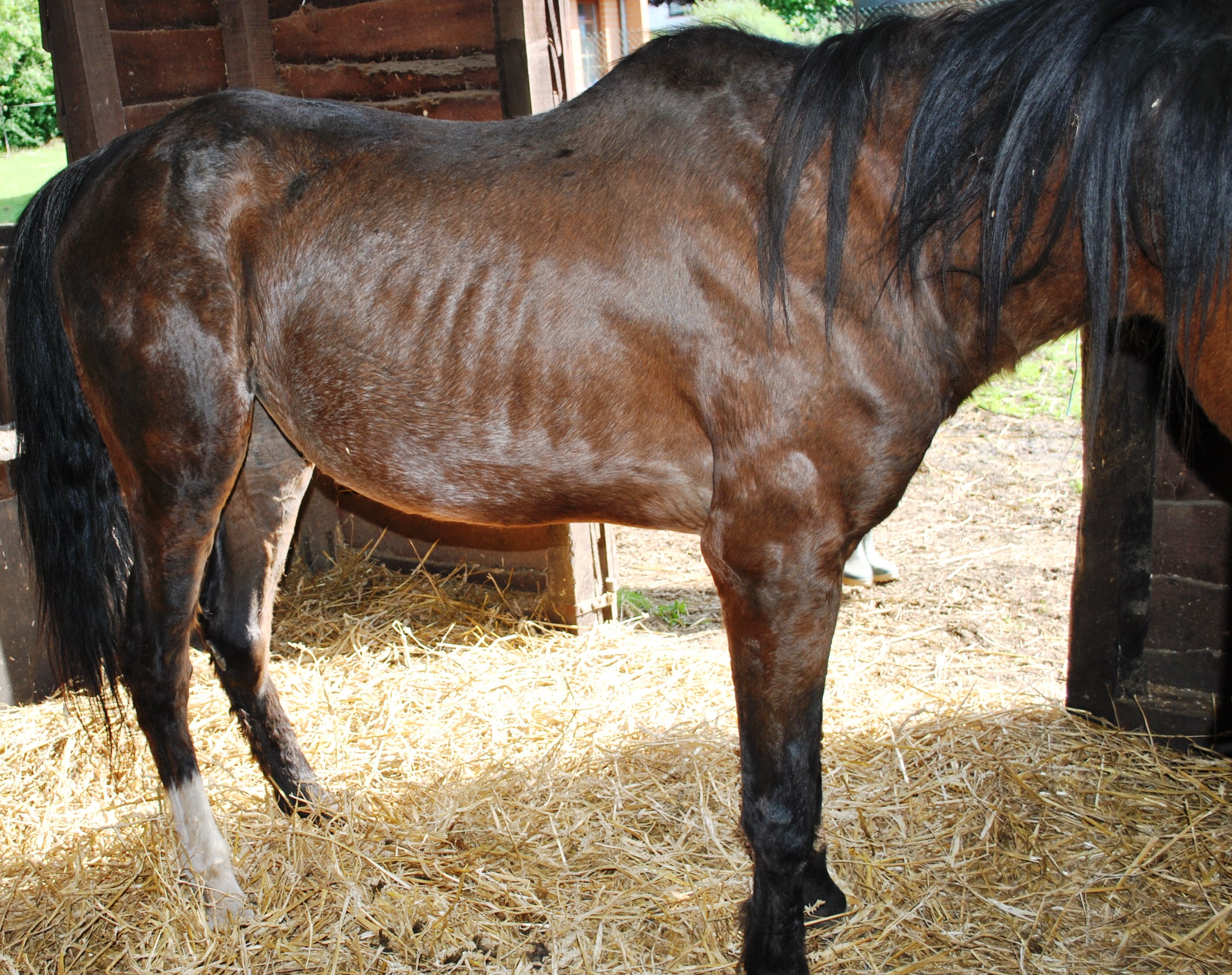 Amaigrissement chronique chez un cheval de 17 ans. On note une fonte musculaire généralisée.