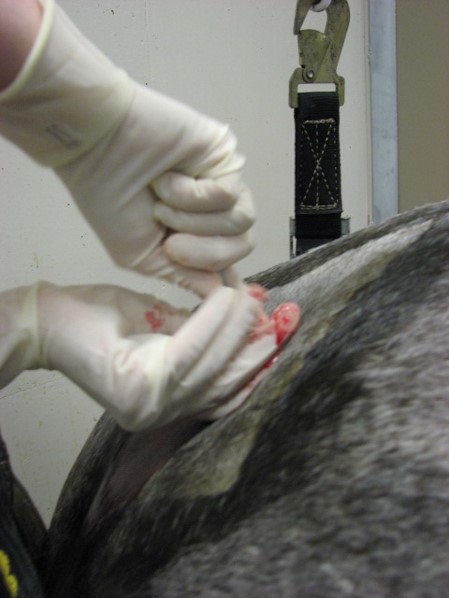 Biopsie musculaire chez un cheval souffrant d'une maladie de stockage de polysaccharide.