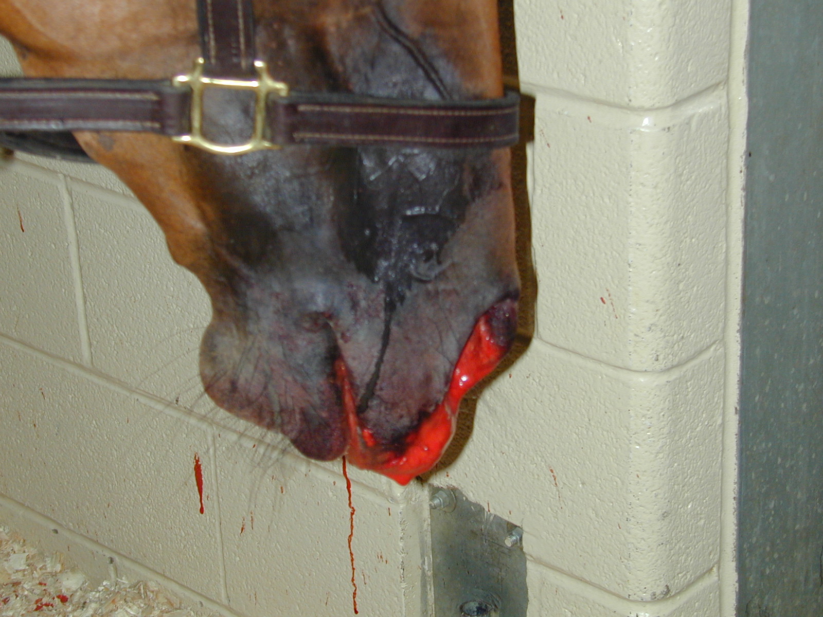 L'épistaxis (sang au niveau des nasaux) peut être mortel chez le cheval. Une endoscopie des poches gutturales doit être réalisée le plus rapidement possible afin de déterminer l'origine du saignement.
