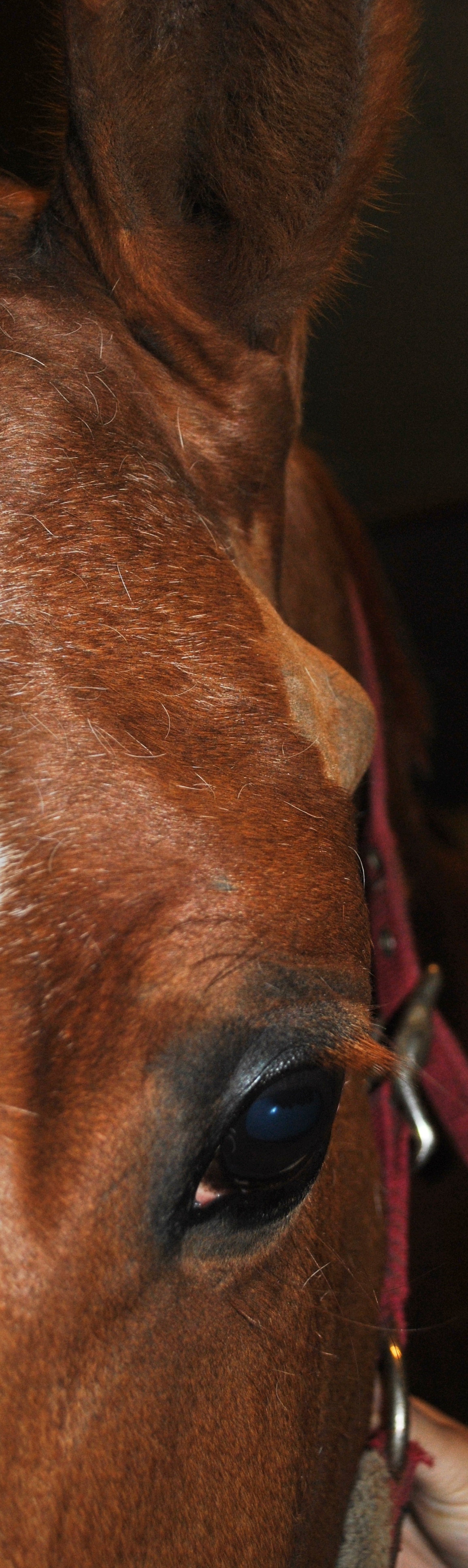 Articulation temporo-mandibulaire d’un cheval souffrant d’OTM. La déformation au niveau de l’articulation gauche était associée à des difficultés à manger et un amaigrissement de plus en plus marqué.
