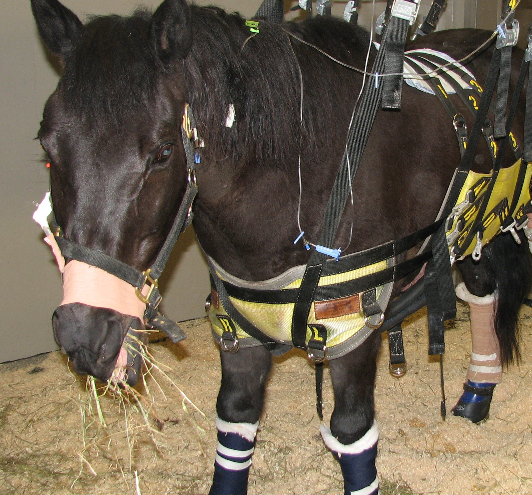 Cheval soutenu dans une sangle