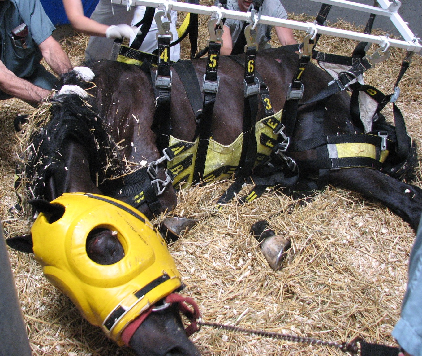 Protection de la tête d'un cheval en train de se faire relever dans une sangle