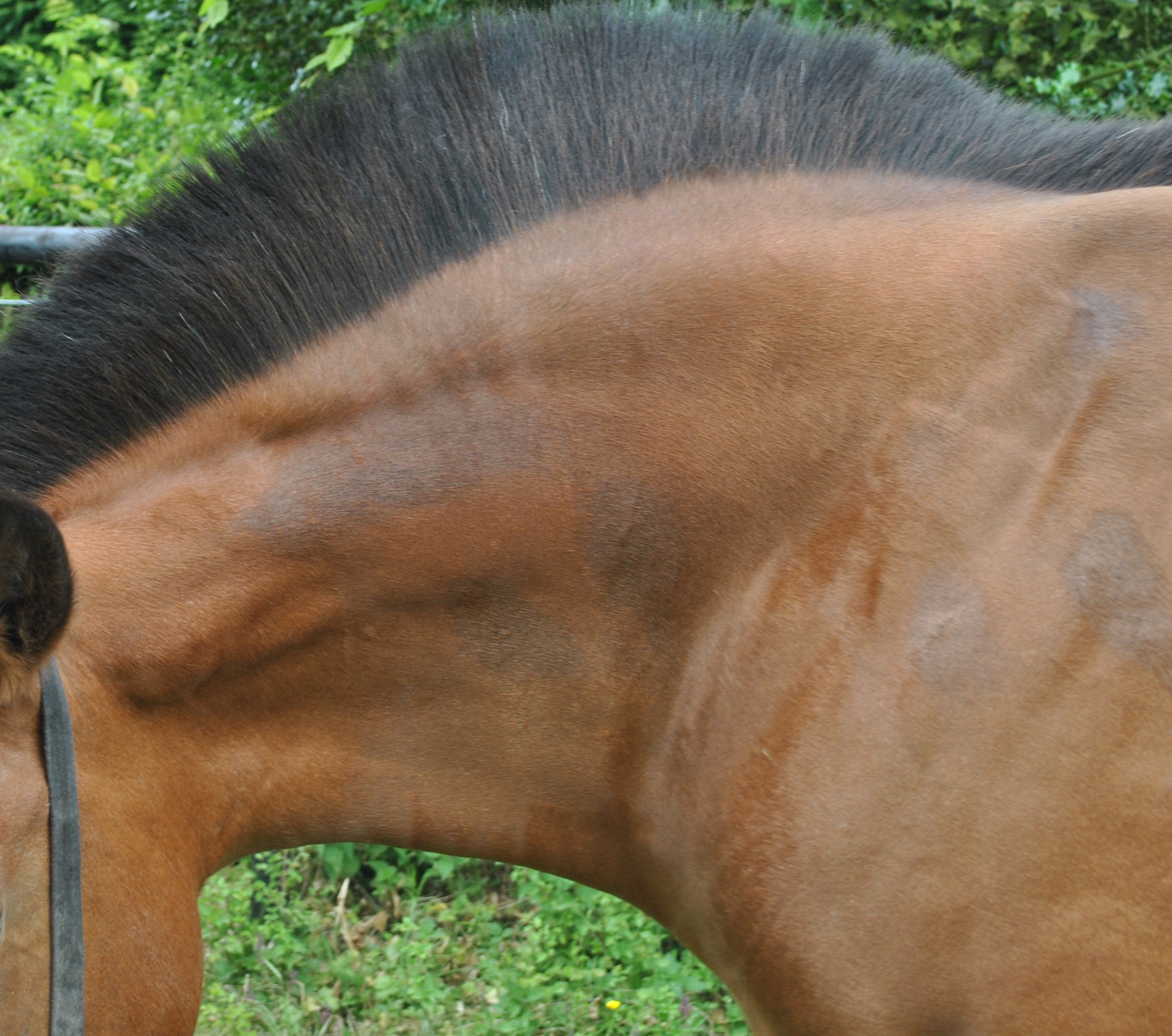 Dépôt de graisse en-dessous de la crinière caractéristique des chevaux souffrant du syndrome métabolique équin