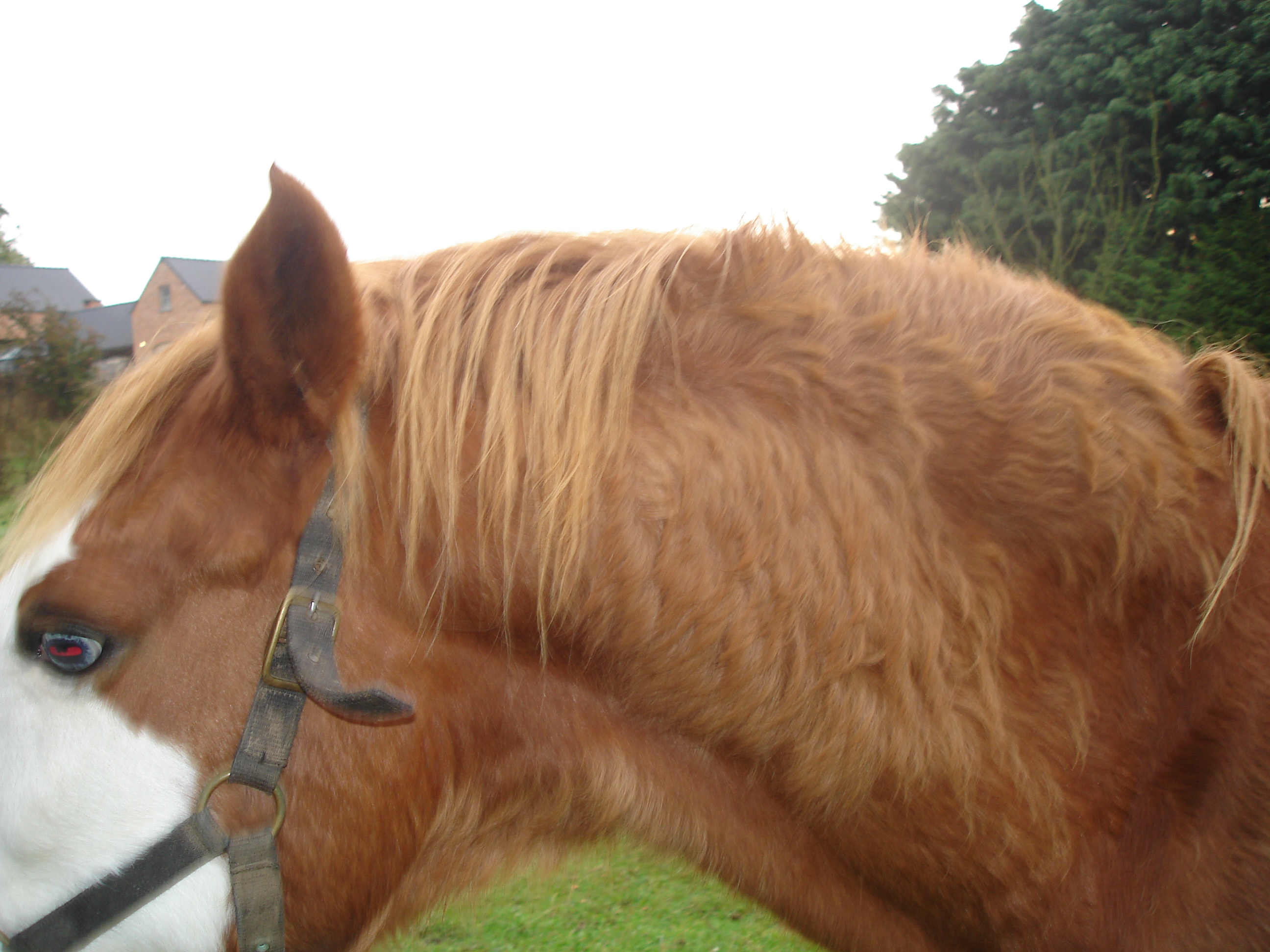 Hirsutisme chez un poney atteint de Cushing