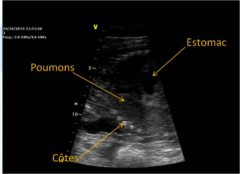 Fœtus de poulain de 5 mois de gestation