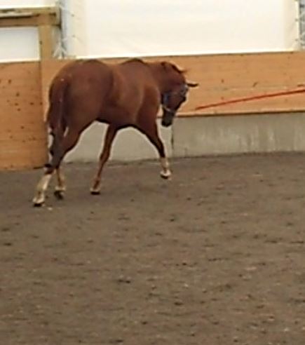 Toux en début d'exercice, écoulement nasal blanchâtre ou jaunâtre peuvent être les premiers signes d'IAD. Non traités, ces animaux développent souvent de l'intolérance à l'exercice.