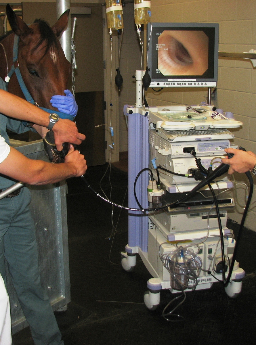 Endoscopie respiratoire avant de faire le lavage broncho-alvéolaire. Cet examen permet de visualiser la trachée et de quantifier les sécrétions qui s'y trouve, de visualiser la première bifurcation bronchique et d'évaluer l'hyperémie et le degré de collapse bronchique.