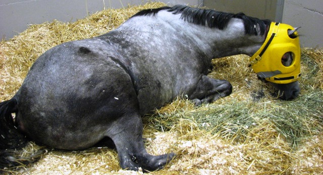 Cheval souffrant de myopathie. Le casque jaune permet de protéger sa tête d'éventuels traumatismes que le cheval pourrait se causer lors de ses tentatives pour se mettre debout.