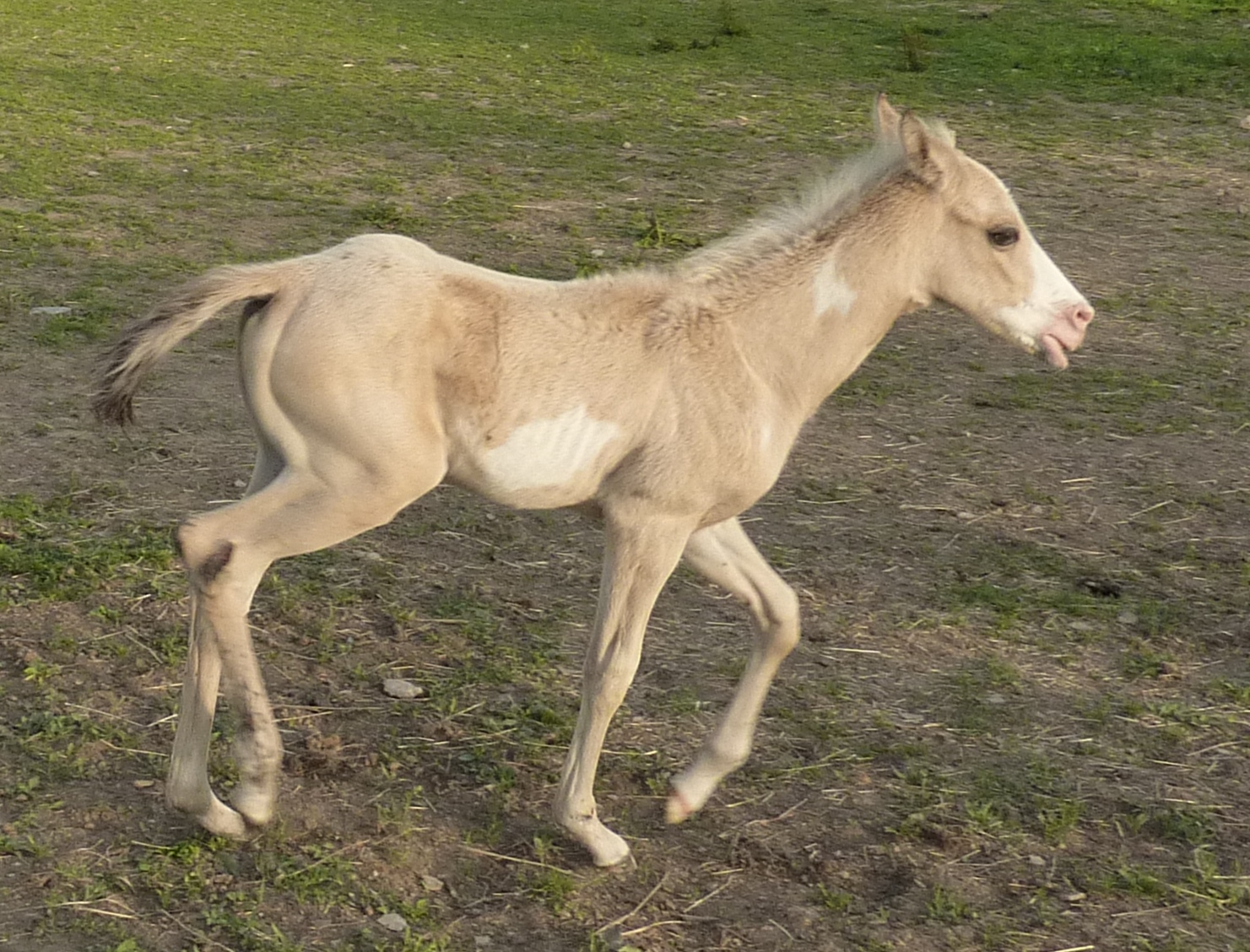 Poulain malajusté à la naissance galopant dans son pré quelques mois plus tard.
