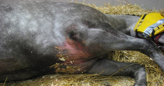 Plaies de décubitus au niveau du passage de la sangle chez un cheval couché depuis plusieurs jours