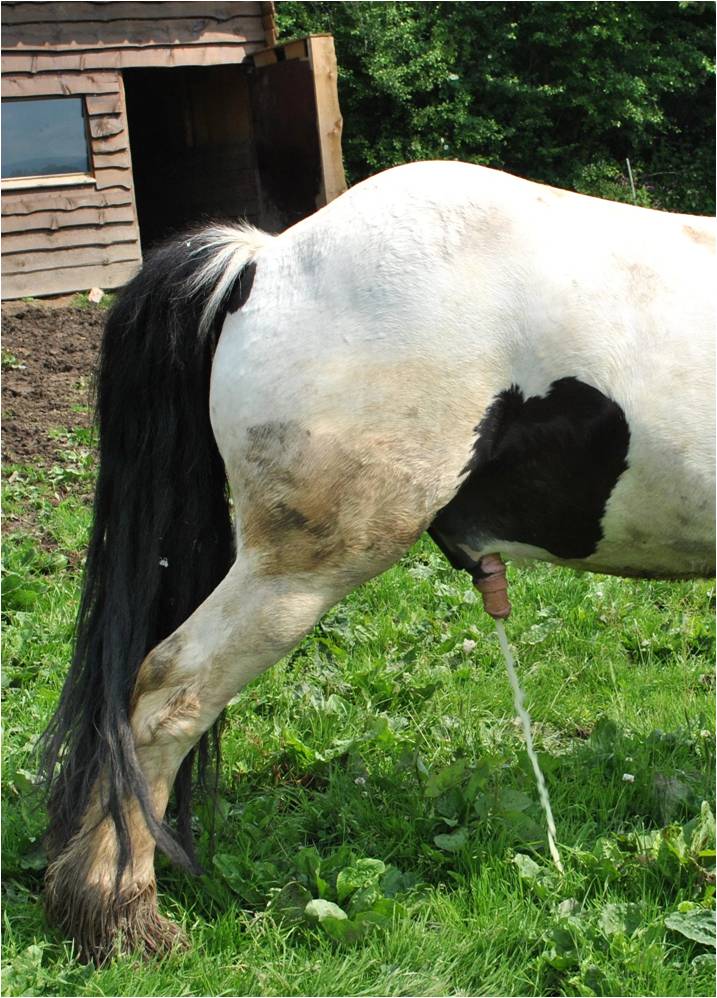 Extension dorsale lors de la miction. En cas de mal au dos, le cheval est incapable de se positionner correctement ce qui peut entrainer une accumulation de cristaux dans la vessie.